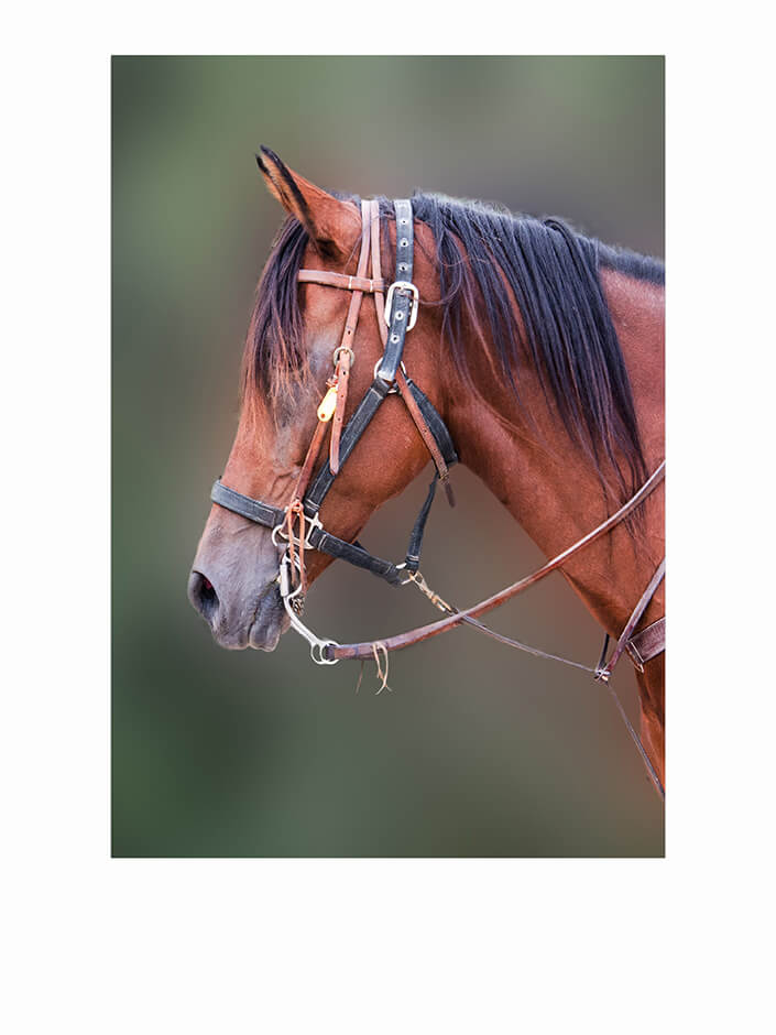 WEB1 0011 MP 0000 20788114 horses beautiful head AOAY4493