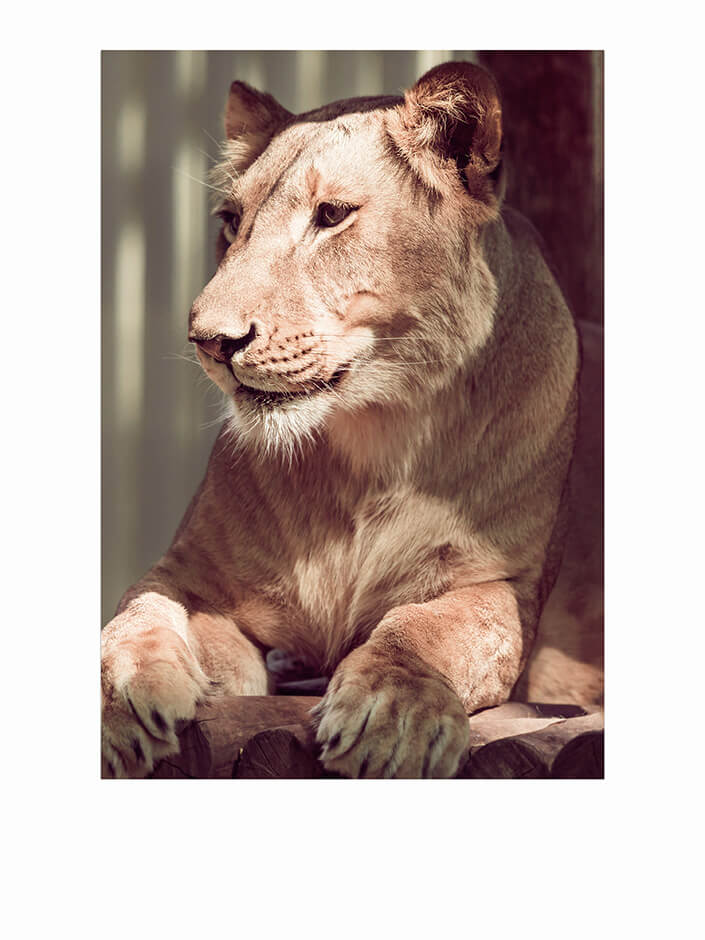 WEB1 0012 MP 0014 24206114 lying lioness closeup AOAY4496