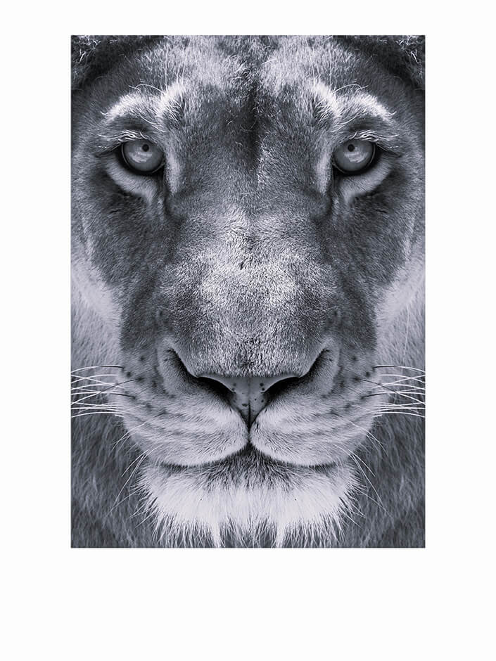 WEB1 0014 MP 0012 34131282 lioness close up portrait face of a female lion B&W AOAY4515