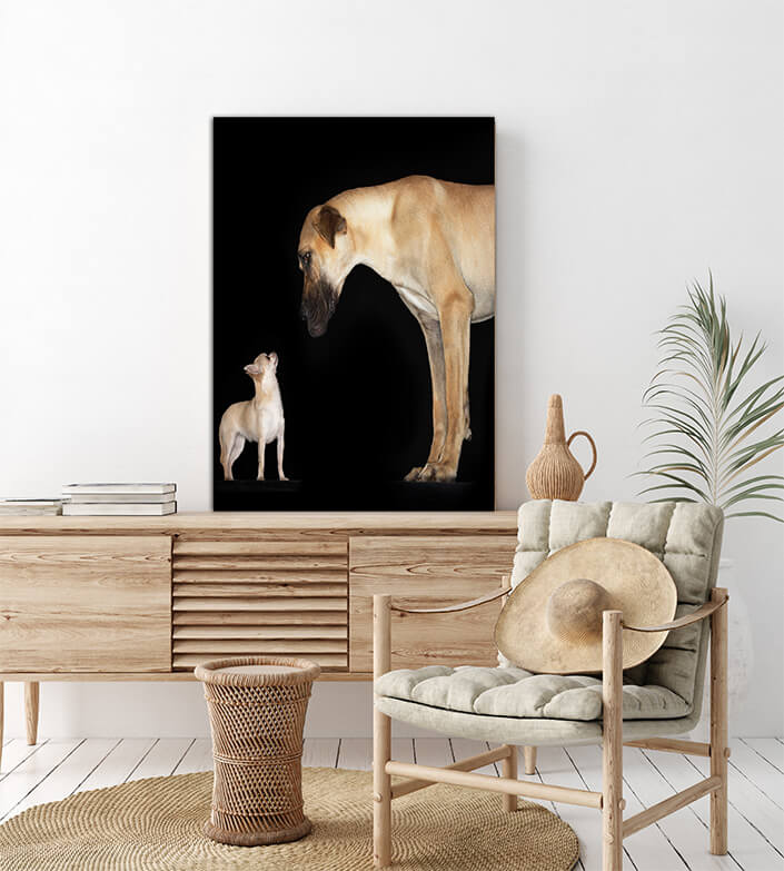WEB2 0004 MP 0006 10000236 side view of a chihuahua and great dane AOAY4476
