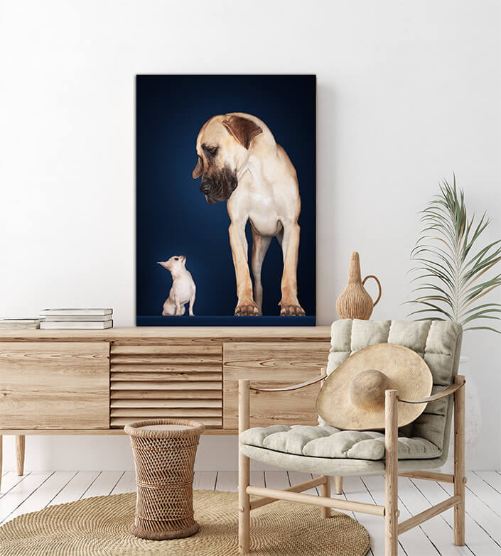 WEB2 0006 MP 0004 10000240 chihuahua with great dane AOAY4478
