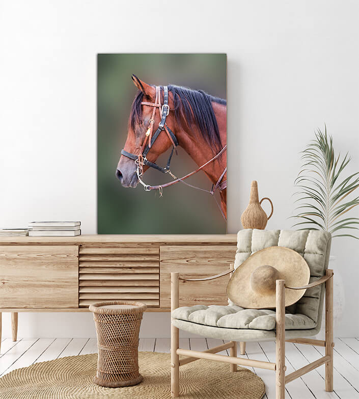 WEB2 0010 MP 0000 20788114 horses beautiful head AOAY4493