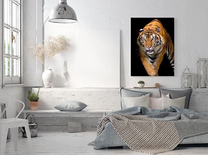 WEB3 0000 MP 0010 37843198 bengal tiger head looking direct AOAY4525