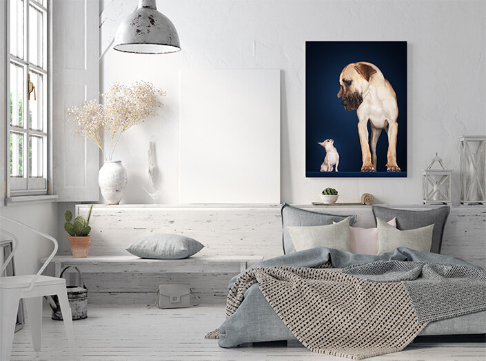 WEB3 0006 MP 0004 10000240 chihuahua with great dane AOAY4478