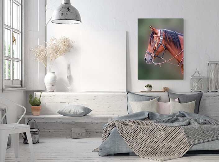 WEB3 0010 MP 0000 20788114 horses beautiful head AOAY4493