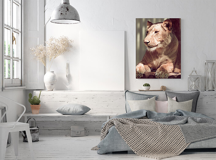 WEB3 0011 MP 0014 24206114 lying lioness closeup AOAY4496