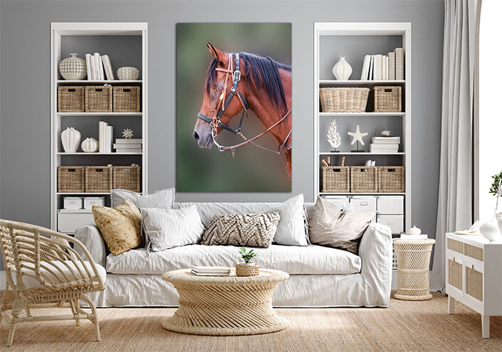 WEB4 0010 MP 0000 20788114 horses beautiful head AOAY4493