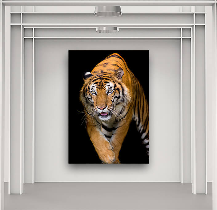 WEB5 0000 MP 0010 37843198 bengal tiger head looking direct AOAY4525