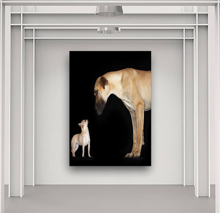 WEB5 0004 MP 0006 10000236 side view of a chihuahua and great dane AOAY4476