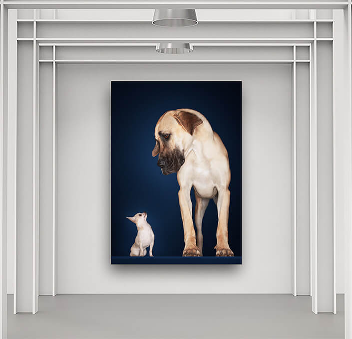 WEB5 0006 MP 0004 10000240 chihuahua with great dane AOAY4478