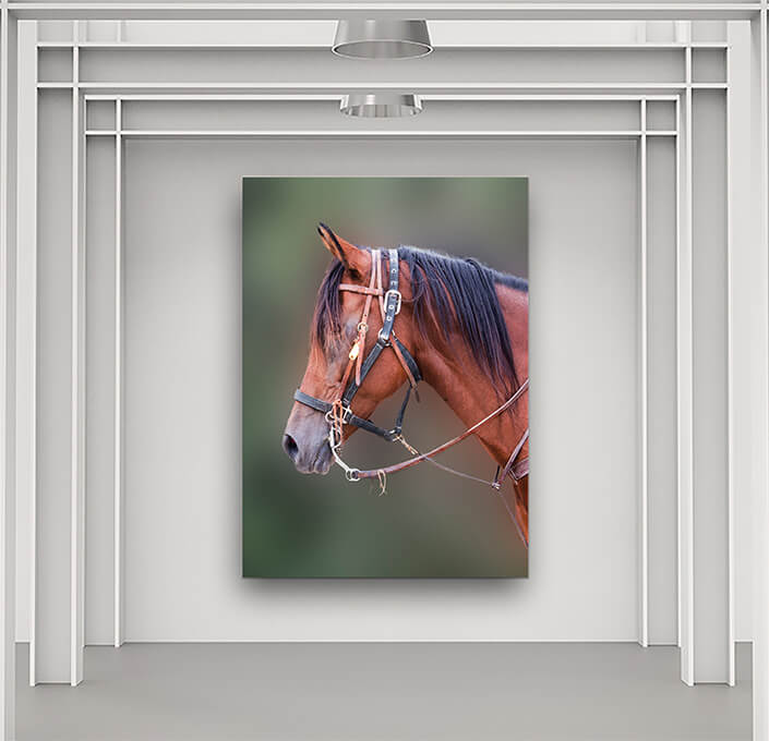 WEB5 0010 MP 0000 20788114 horses beautiful head AOAY4493