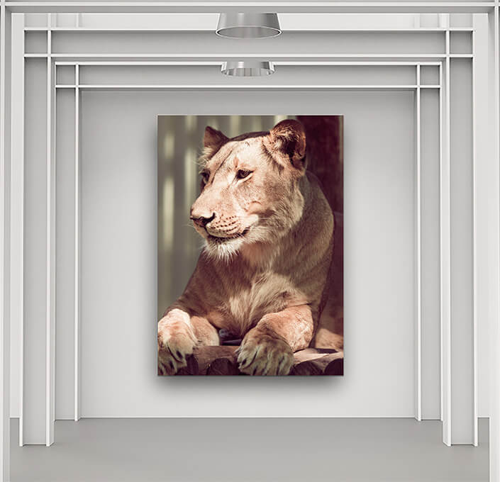 WEB5 0011 MP 0014 24206114 lying lioness closeup AOAY4496