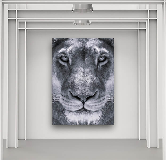 WEB5 0013 MP 0012 34131282 lioness close up portrait face of a female lion B&W AOAY4515