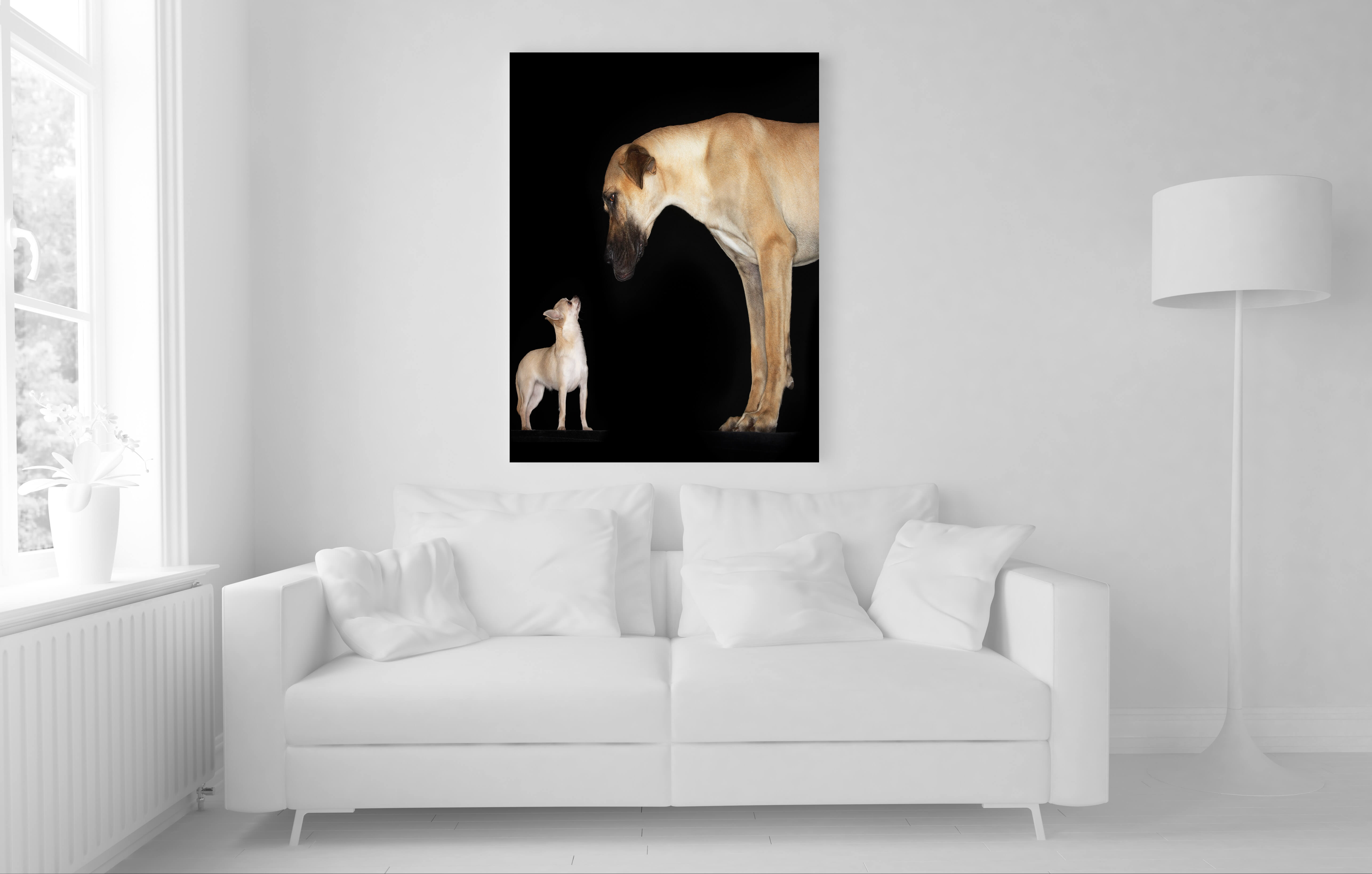 WEB6 0003 MP 0006 10000236 side view of a chihuahua and great dane AOAY4476