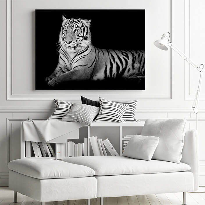 WEB 01 0002 ML 0019 15718890 black and white grand tiger AOAY4489