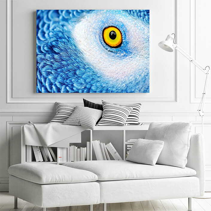 WEB 01 0005 ML 0016 25024256 beautiful parrot eye AOAY4497