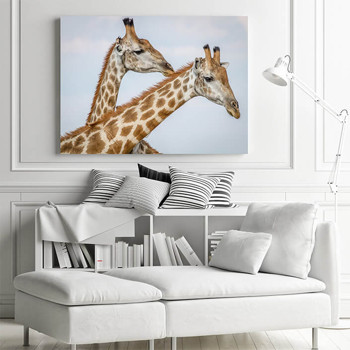 WEB 01 0007 ML 0014 25416150 close up of three giraffes in chobe AOAY4499