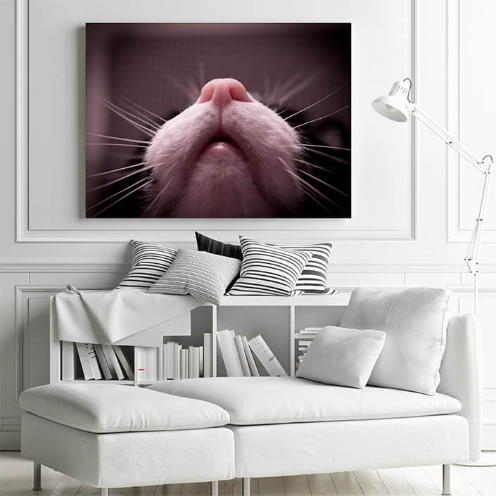 WEB 01 0013 ML 0008 31700538 mouth nose and whiskers cat por gema Ibarra AOAY4513