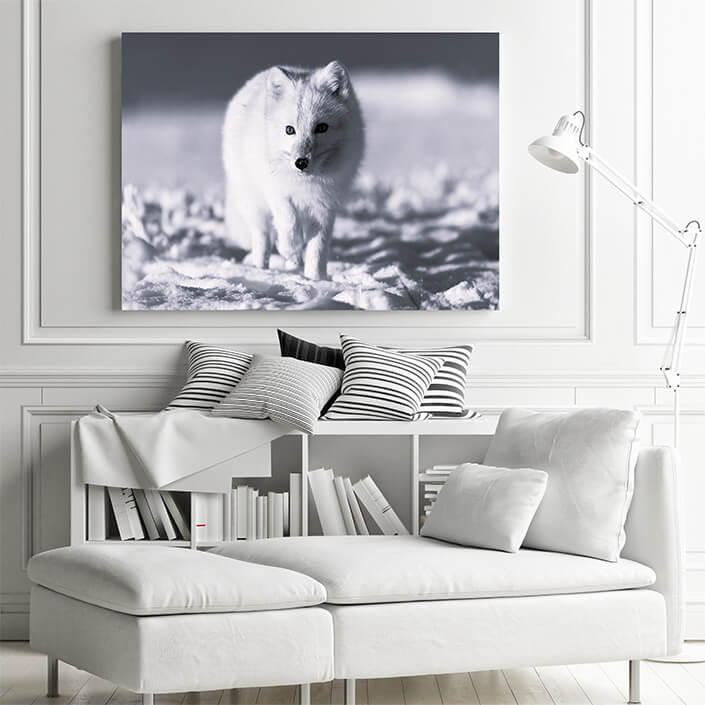 WEB 01 0017 ML 0004 44648192 arctic fox in winter time in siberian tundra close up AOAY3519