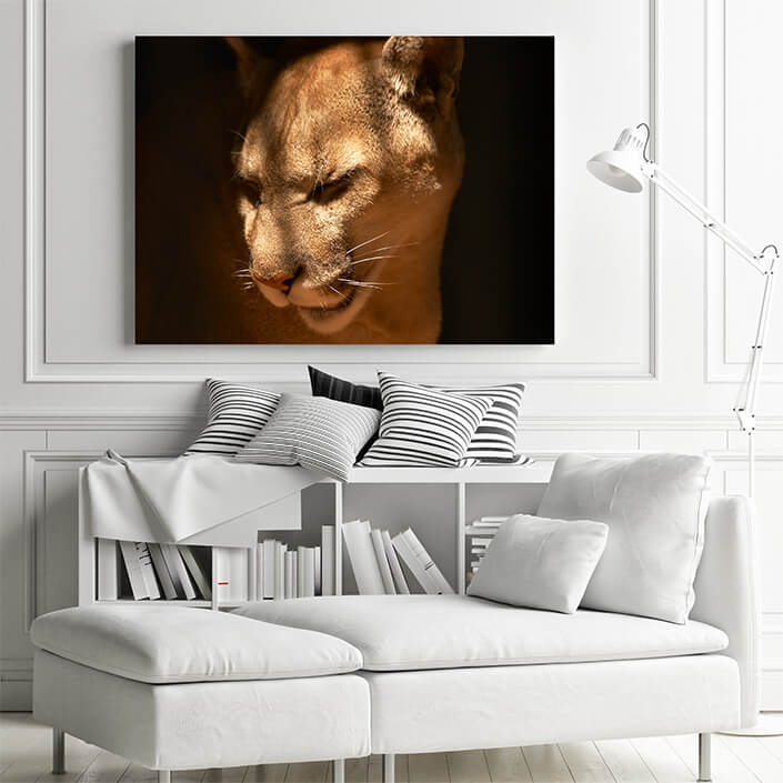 WEB 01 0019 ML 0002 450697 puma in a captivity AOAY4461