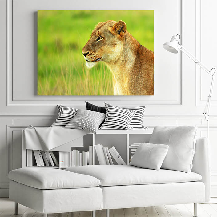 WEB 01 0026 ML 0032 2804041 beautiful wild african lioness AOAY4467
