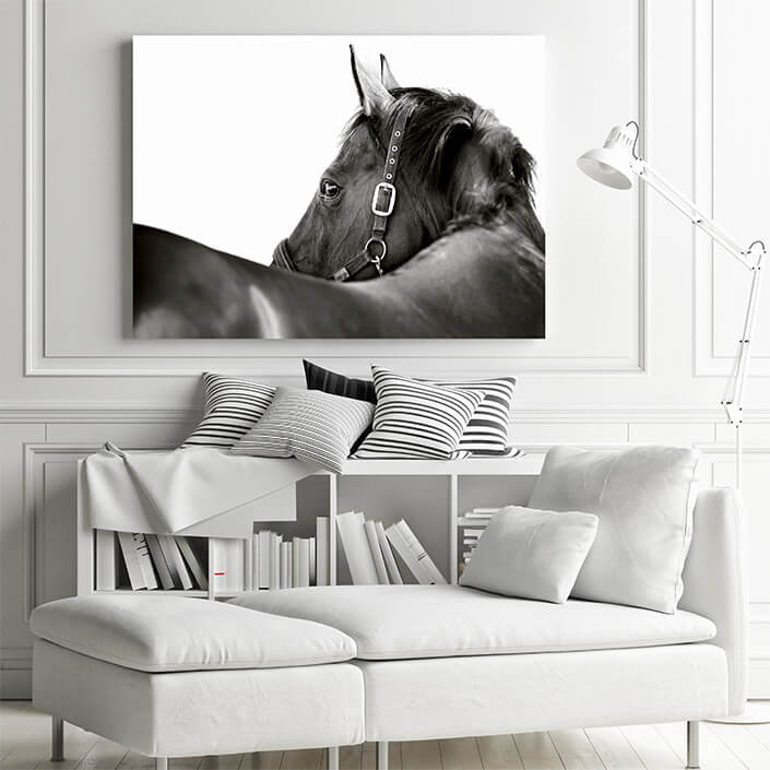 WEB 01 0027 ML 0031 2902623 horse AOAY4468