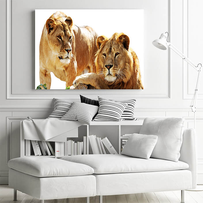 WEB 01 0030 ML 0028 10088566 2 lions family portrait AOAY4483