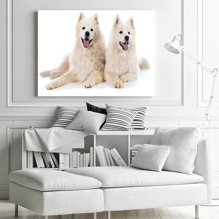 WEB 01 0034 ML 0024 14083134 samoyeds AOAY3501
