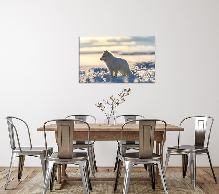 WEB 02 0015 ML 0006 44647754 arctic fox in winter time in siberian tundra AOAY3517