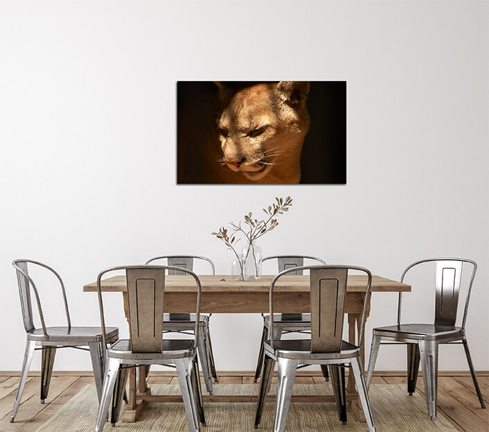 WEB 02 0019 ML 0002 450697 puma in a captivity AOAY4461