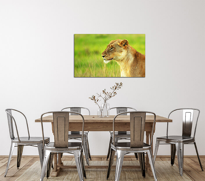 WEB 02 0026 ML 0032 2804041 beautiful wild african lioness AOAY4467