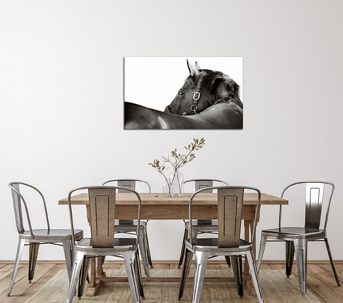 WEB 02 0027 ML 0031 2902623 horse AOAY4468