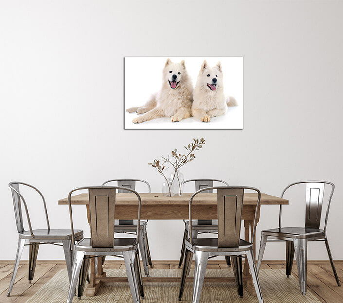 WEB 02 0034 ML 0024 14083134 samoyeds AOAY3501