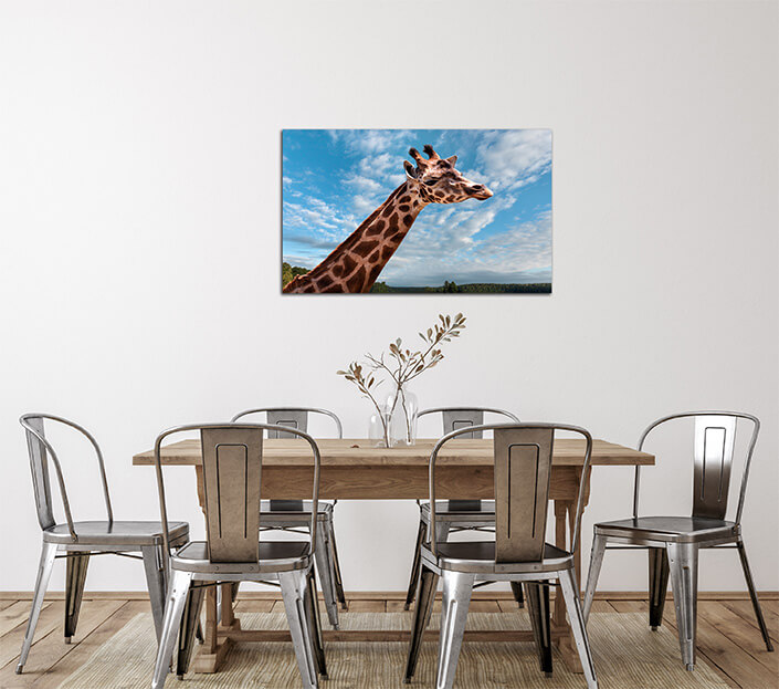 WEB 02 0035 ML 0023 15121172 portrait of a young giraffe AOAY4485