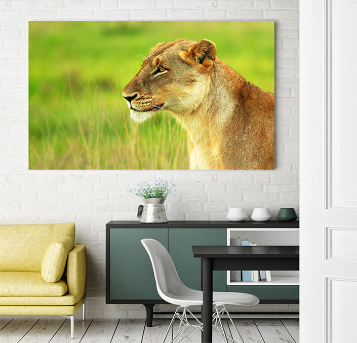 WEB 03 0026 ML 0032 2804041 beautiful wild african lioness AOAY4467
