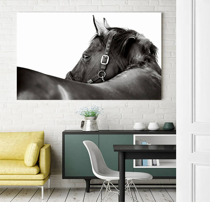 WEB 03 0027 ML 0031 2902623 horse AOAY4468