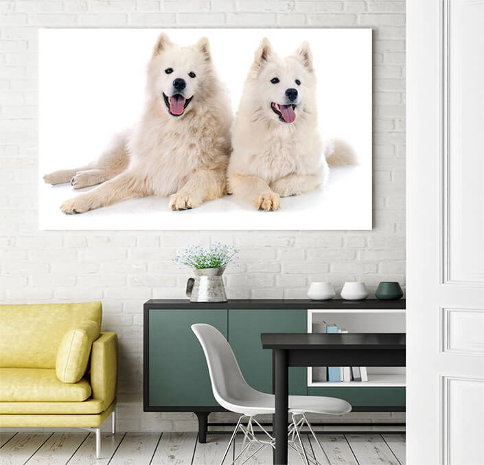 WEB 03 0034 ML 0024 14083134 samoyeds AOAY3501