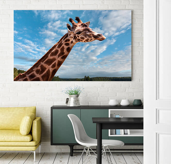 WEB 03 0035 ML 0023 15121172 portrait of a young giraffe AOAY4485