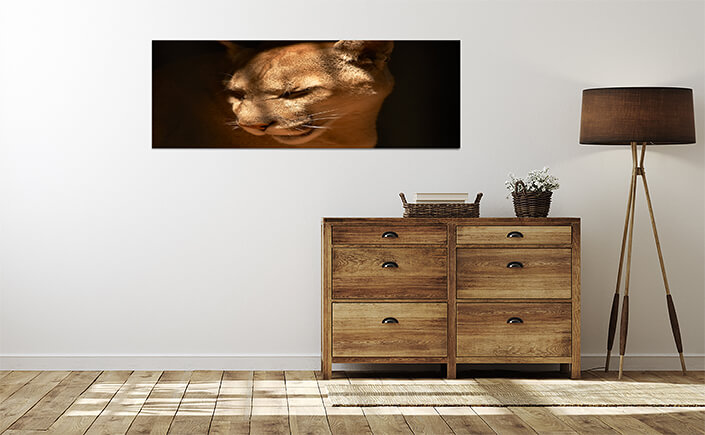 WEB 04 0018 ML 0002 450697 puma in a captivity AOAY4461