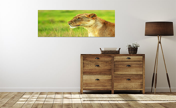 WEB 04 0025 ML 0032 2804041 beautiful wild african lioness AOAY4467