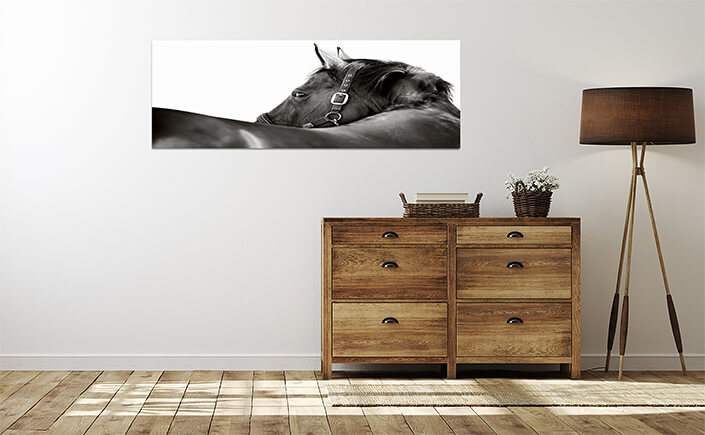 WEB 04 0026 ML 0031 2902623 horse AOAY4468