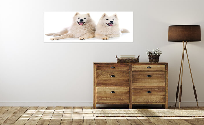 WEB 04 0033 ML 0024 14083134 samoyeds AOAY3501
