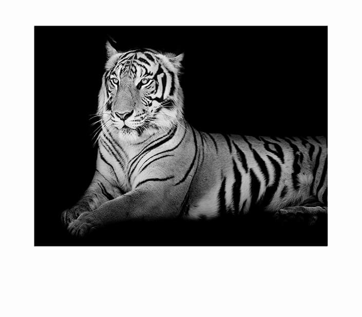 WEB 05 0002 ML 0019 15718890 black and white grand tiger AOAY4489