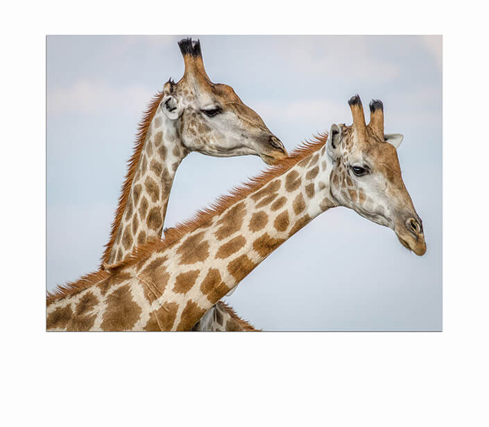 WEB 05 0007 ML 0014 25416150 close up of three giraffes in chobe AOAY4499