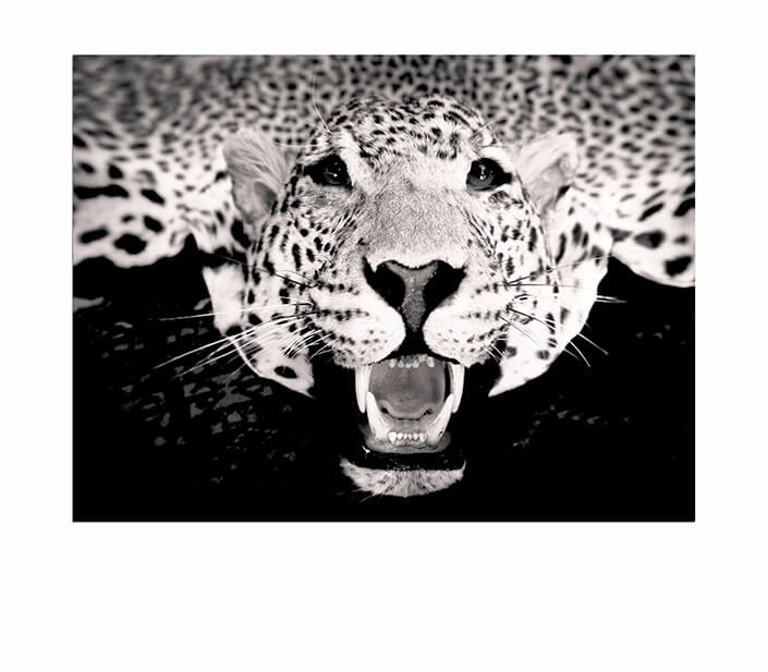 WEB 05 0012 ML 0009 31624934 stuffed leopard head stuffed animal rug AOAY4512