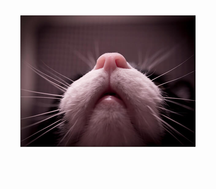 WEB 05 0013 ML 0008 31700538 mouth nose and whiskers cat por gema Ibarra AOAY4513