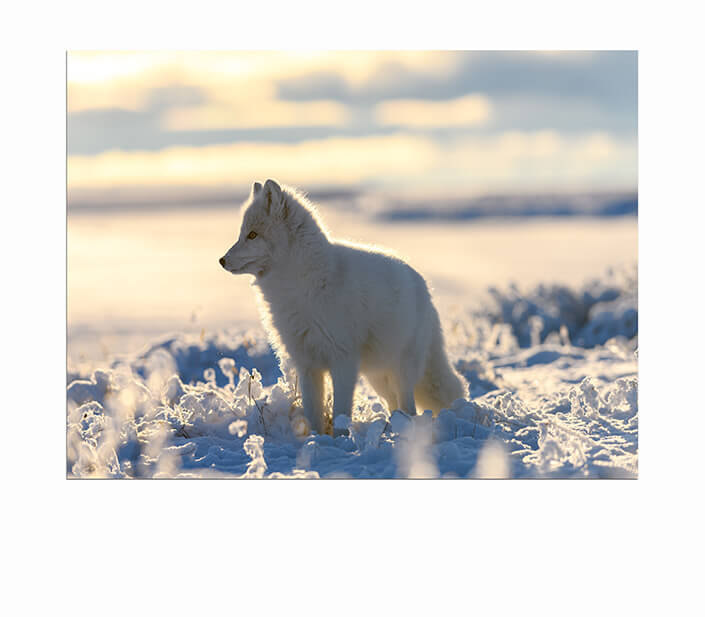 WEB 05 0015 ML 0006 44647754 arctic fox in winter time in siberian tundra AOAY3517