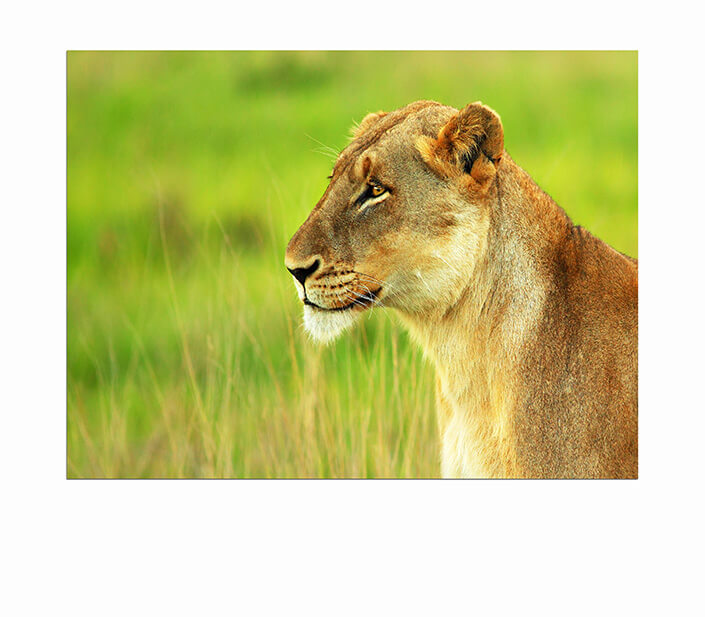 WEB 05 0026 ML 0032 2804041 beautiful wild african lioness AOAY4467