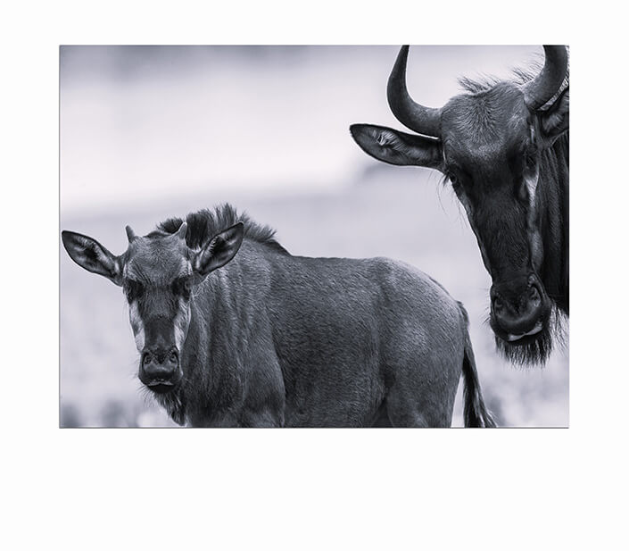 WEB 05 0029 ML 0029 10054512 wildlife blue wildebeest calf animals W&B AOAY4481