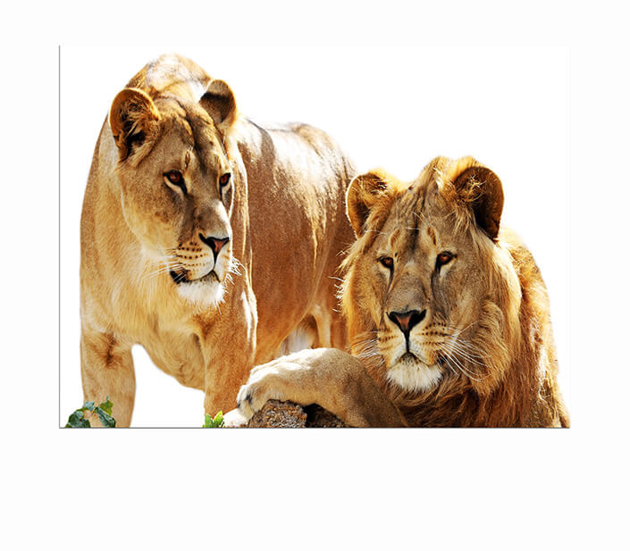 WEB 05 0030 ML 0028 10088566 2 lions family portrait AOAY4483